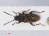  (Peritrechus nubilus - RMNH.INS.545904)  @13 [ ] CreativeCommons - Attribution Non-Commercial Share-Alike (2013) Unspecified Naturalis Biodiversity Center