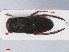  ( - RMNH.INS.545917)  @13 [ ] CreativeCommons - Attribution Non-Commercial Share-Alike (2013) Unspecified Naturalis Biodiversity Center