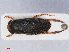  ( - RMNH.INS.545922)  @13 [ ] CreativeCommons - Attribution Non-Commercial Share-Alike (2013) Unspecified Naturalis Biodiversity Center