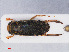  (Corixa affinis - RMNH.INS.545925)  @13 [ ] CreativeCommons - Attribution Non-Commercial Share-Alike (2013) Unspecified Naturalis Biodiversity Center