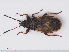  (Oxycarenus modestus - RMNH.INS.545940)  @13 [ ] CreativeCommons - Attribution Non-Commercial Share-Alike (2013) Unspecified Naturalis Biodiversity Center