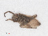  (Conostethus roseus - RMNH.INS.546004)  @12 [ ] CreativeCommons - Attribution Non-Commercial Share-Alike (2013) Unspecified Naturalis Biodiversity Center