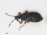  ( - RMNH.INS.546036)  @11 [ ] CreativeCommons - Attribution Non-Commercial Share-Alike (2013) Unspecified Naturalis Biodiversity Center