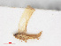  ( - RMNH.INS.547115)  @12 [ ] CreativeCommons - Attribution Non-Commercial Share-Alike (2013) Unspecified Naturalis Biodiversity Center