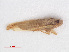  ( - RMNH.INS.547116)  @12 [ ] CreativeCommons - Attribution Non-Commercial Share-Alike (2013) Unspecified Naturalis Biodiversity Center
