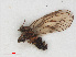  ( - RMNH.INS.547128)  @11 [ ] CreativeCommons - Attribution Non-Commercial Share-Alike (2013) Unspecified Naturalis Biodiversity Center