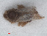  (Javesella dubia - RMNH.INS.548032)  @11 [ ] CreativeCommons - Attribution Non-Commercial Share-Alike (2013) Unspecified Naturalis Biodiversity Center