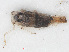  (Arboridia velata - RMNH.INS.548127)  @13 [ ] CreativeCommons - Attribution Non-Commercial Share-Alike (2013) Unspecified Naturalis Biodiversity Center