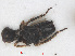  (Forcipata forcipata - RMNH.INS.548147)  @11 [ ] CreativeCommons - Attribution Non-Commercial Share-Alike (2013) Unspecified Naturalis Biodiversity Center