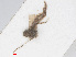  ( - RMNH.INS.548148)  @12 [ ] CreativeCommons - Attribution Non-Commercial Share-Alike (2013) Unspecified Naturalis Biodiversity Center