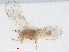  ( - RMNH.INS.548161)  @11 [ ] CreativeCommons - Attribution Non-Commercial Share-Alike (2013) Unspecified Naturalis Biodiversity Center