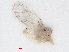  ( - RMNH.INS.548164)  @11 [ ] CreativeCommons - Attribution Non-Commercial Share-Alike (2013) Unspecified Naturalis Biodiversity Center