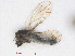  ( - RMNH.INS.548170)  @11 [ ] CreativeCommons - Attribution Non-Commercial Share-Alike (2013) Unspecified Naturalis Biodiversity Center