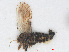  ( - RMNH.INS.548171)  @11 [ ] CreativeCommons - Attribution Non-Commercial Share-Alike (2013) Unspecified Naturalis Biodiversity Center