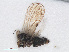  ( - RMNH.INS.548174)  @11 [ ] CreativeCommons - Attribution Non-Commercial Share-Alike (2013) Unspecified Naturalis Biodiversity Center