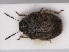  (Neottiglossa pusilla - RMNH.INS.552747)  @13 [ ] CreativeCommons - Attribution Non-Commercial Share-Alike (2013) Unspecified Naturalis Biodiversity Center