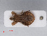  ( - RMNH.INS.552814)  @13 [ ] CreativeCommons - Attribution Non-Commercial Share-Alike (2013) Unspecified Naturalis Biodiversity Center