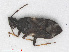  (Temnostethus pusillus - RMNH.INS.552873)  @13 [ ] CreativeCommons - Attribution Non-Commercial Share-Alike (2013) Unspecified Naturalis Biodiversity Center