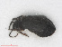  ( - RMNH.INS.552879)  @11 [ ] CreativeCommons - Attribution Non-Commercial Share-Alike (2013) Unspecified Naturalis Biodiversity Center