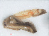  (Dichrooscytus gustavi - RMNH.INS.552894)  @12 [ ] CreativeCommons - Attribution Non-Commercial Share-Alike (2013) Unspecified Naturalis Biodiversity Center