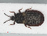  (Aneurus avenius avenius - RMNH.INS.554189)  @13 [ ] CreativeCommons - Attribution Non-Commercial Share-Alike (2013) Unspecified Naturalis Biodiversity Center