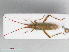  ( - RMNH.INS.554197)  @14 [ ] CreativeCommons - Attribution Non-Commercial Share-Alike (2013) Unspecified Naturalis Biodiversity Center