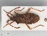 ( - RMNH.INS.554198)  @14 [ ] CreativeCommons - Attribution Non-Commercial Share-Alike (2013) Unspecified Naturalis Biodiversity Center