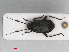  ( - RMNH.INS.554207)  @13 [ ] CreativeCommons - Attribution Non-Commercial Share-Alike (2013) Unspecified Naturalis Biodiversity Center