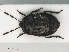  (Adomerus biguttatus - RMNH.INS.554247)  @13 [ ] CreativeCommons - Attribution Non-Commercial Share-Alike (2013) Unspecified Naturalis Biodiversity Center