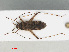  ( - RMNH.INS.554249)  @12 [ ] CreativeCommons - Attribution Non-Commercial Share-Alike (2013) Unspecified Naturalis Biodiversity Center