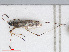  (Gampsocoris punctipes - RMNH.INS.554309)  @11 [ ] CreativeCommons - Attribution Non-Commercial Share-Alike (2013) Unspecified Naturalis Biodiversity Center