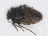  (Saldula pilosella pilosella - RMNH.INS.554335)  @13 [ ] CreativeCommons - Attribution Non-Commercial Share-Alike (2013) Unspecified Naturalis Biodiversity Center