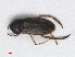  (Cymatia coleoptrata - RMNH.INS.554344)  @13 [ ] CreativeCommons - Attribution Non-Commercial Share-Alike (2013) Unspecified Naturalis Biodiversity Center