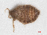  ( - RMNH.INS.555503)  @11 [ ] CreativeCommons - Attribution Non-Commercial Share-Alike (2013) Unspecified Naturalis Biodiversity Center