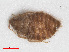  ( - RMNH.INS.555504)  @11 [ ] CreativeCommons - Attribution Non-Commercial Share-Alike (2013) Unspecified Naturalis Biodiversity Center