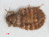  ( - RMNH.INS.555505)  @11 [ ] CreativeCommons - Attribution Non-Commercial Share-Alike (2013) Unspecified Naturalis Biodiversity Center