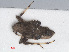  (Mermitelocerus - RMNH.INS.555523)  @12 [ ] CreativeCommons - Attribution Non-Commercial Share-Alike (2013) Unspecified Naturalis Biodiversity Center
