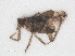 ( - RMNH.INS.555558)  @12 [ ] CreativeCommons - Attribution Non-Commercial Share-Alike (2013) Unspecified Naturalis Biodiversity Center