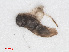  (Micronecta minutissima - RMNH.INS.555585)  @12 [ ] CreativeCommons - Attribution Non-Commercial Share-Alike (2013) Unspecified Naturalis Biodiversity Center