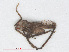  ( - RMNH.INS.558114)  @12 [ ] CreativeCommons - Attribution Non-Commercial Share-Alike (2013) Unspecified Naturalis Biodiversity Center