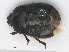  ( - RMNH.INS.558215)  @11 [ ] CreativeCommons - Attribution Non-Commercial Share-Alike (2013) Unspecified Naturalis Biodiversity Center