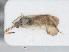  ( - RMNH.INS.558248)  @11 [ ] CreativeCommons - Attribution Non-Commercial Share-Alike (2013) Unspecified Naturalis Biodiversity Center