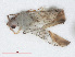  ( - RMNH.INS.558249)  @11 [ ] CreativeCommons - Attribution Non-Commercial Share-Alike (2013) Unspecified Naturalis Biodiversity Center