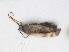  ( - RMNH.INS.558594)  @12 [ ] CreativeCommons - Attribution Non-Commercial Share-Alike (2013) Unspecified Naturalis Biodiversity Center