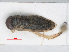  (Paracorixa - RMNH.INS.558595)  @11 [ ] CreativeCommons - Attribution Non-Commercial Share-Alike (2013) Unspecified Naturalis Biodiversity Center