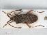  ( - RMNH.INS.558681)  @14 [ ] CreativeCommons - Attribution Non-Commercial Share-Alike (2013) Unspecified Naturalis Biodiversity Center