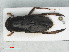  (Corixa dentipes - RMNH.INS.558732)  @13 [ ] CreativeCommons - Attribution Non-Commercial Share-Alike (2013) Unspecified Naturalis Biodiversity Center