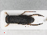  ( - RMNH.INS.558741)  @13 [ ] CreativeCommons - Attribution Non-Commercial Share-Alike (2013) Unspecified Naturalis Biodiversity Center