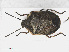  (Chlorochroa pinicola - RMNH.INS.558751)  @14 [ ] CreativeCommons - Attribution Non-Commercial Share-Alike (2013) Unspecified Naturalis Biodiversity Center