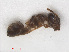  ( - RMNH.INS.541078)  @12 [ ] CreativeCommons - Attribution Non-Commercial Share-Alike (2013) Unspecified Naturalis Biodiversity Center